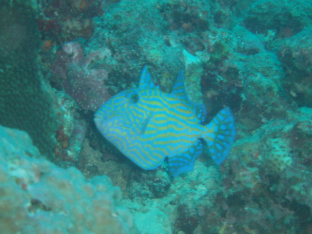 [Triggerfish.jpg]