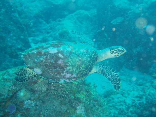 [Turtle2.jpg]