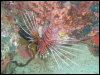 [Lionfish]
