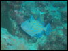 [Triggerfish]