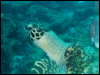[Turtle1]