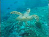 [Turtle]